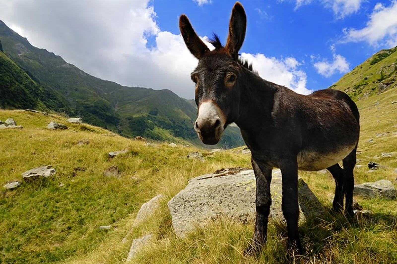 Donkey in the mountains