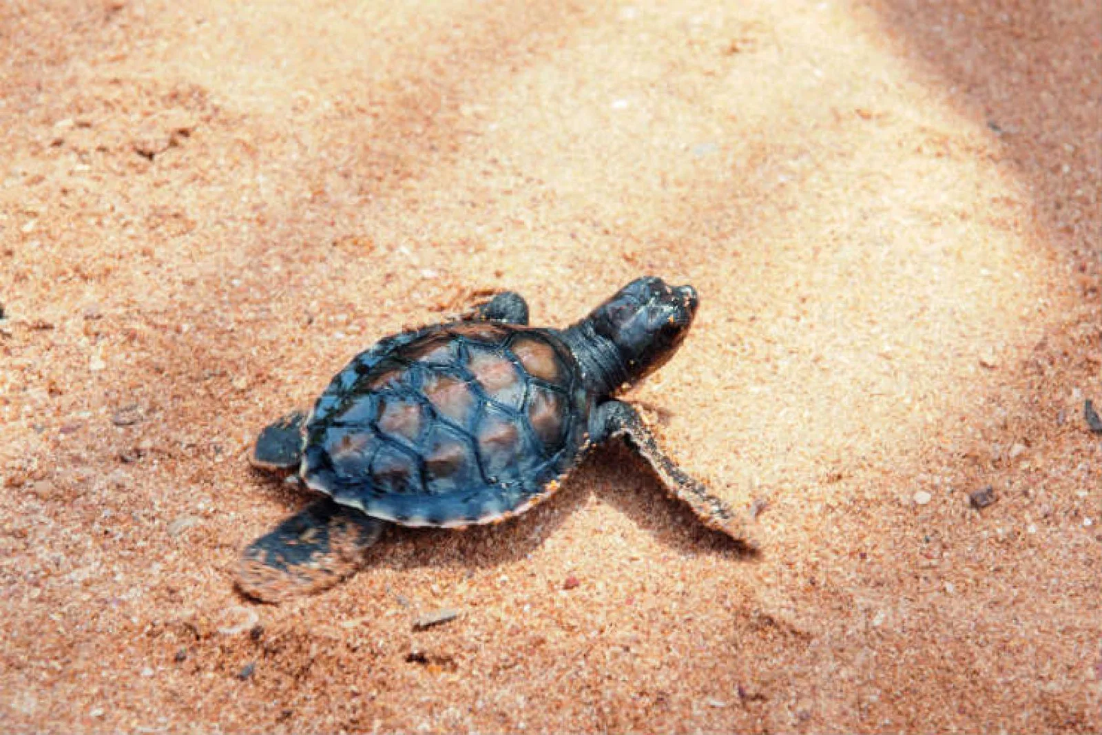 Green turtles