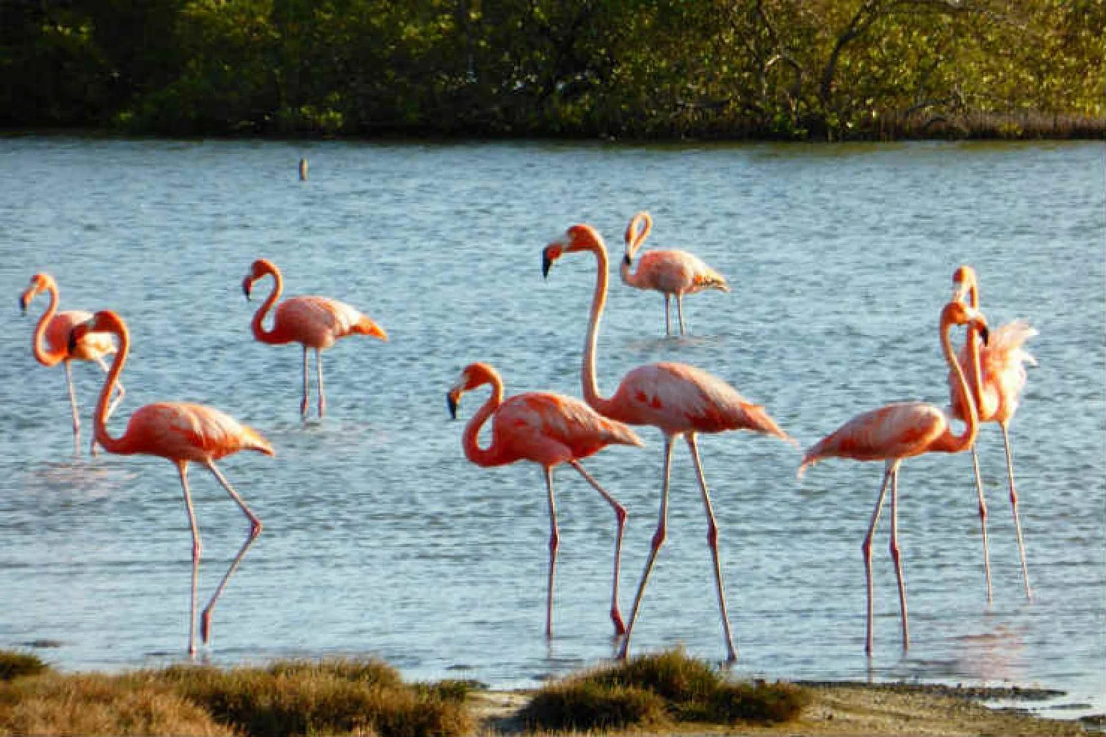 Bonaire's unspoiled waters