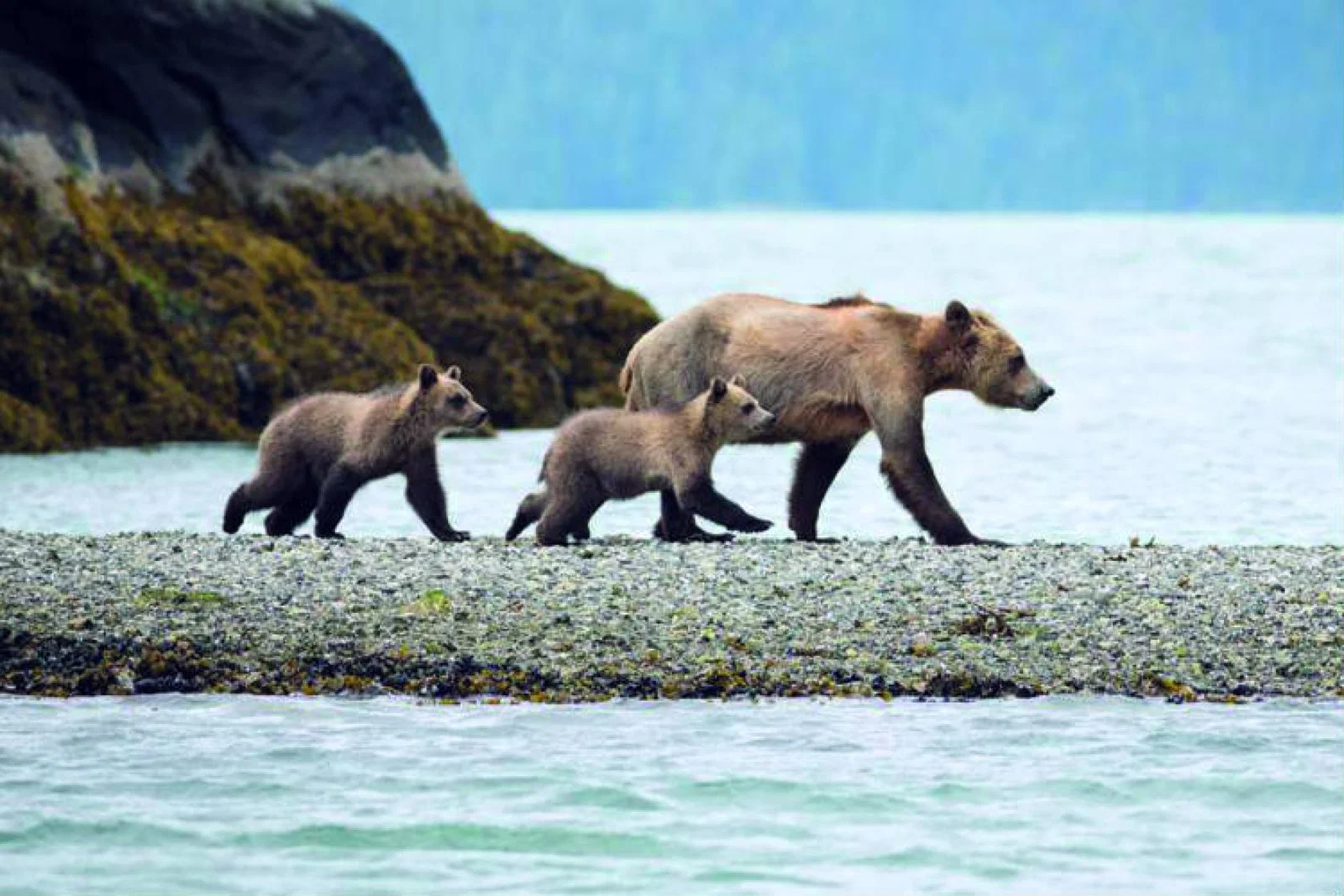 First Class Holidays Polar Bears.jpg