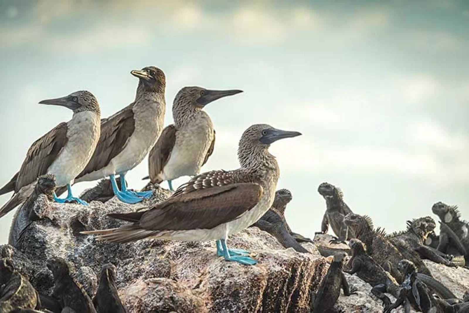 Blue-footed boobies with iguanas