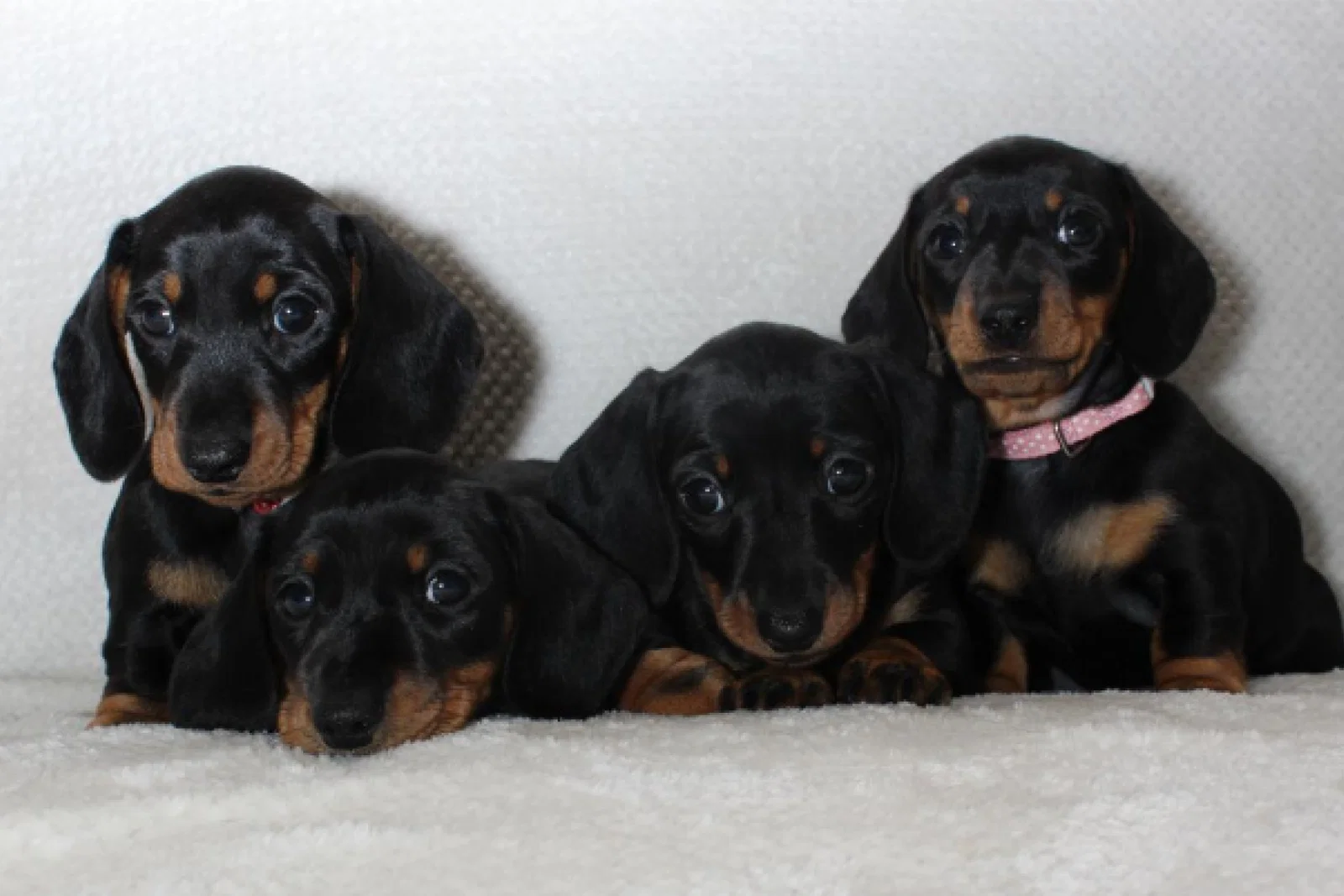 MSC Puppies.png