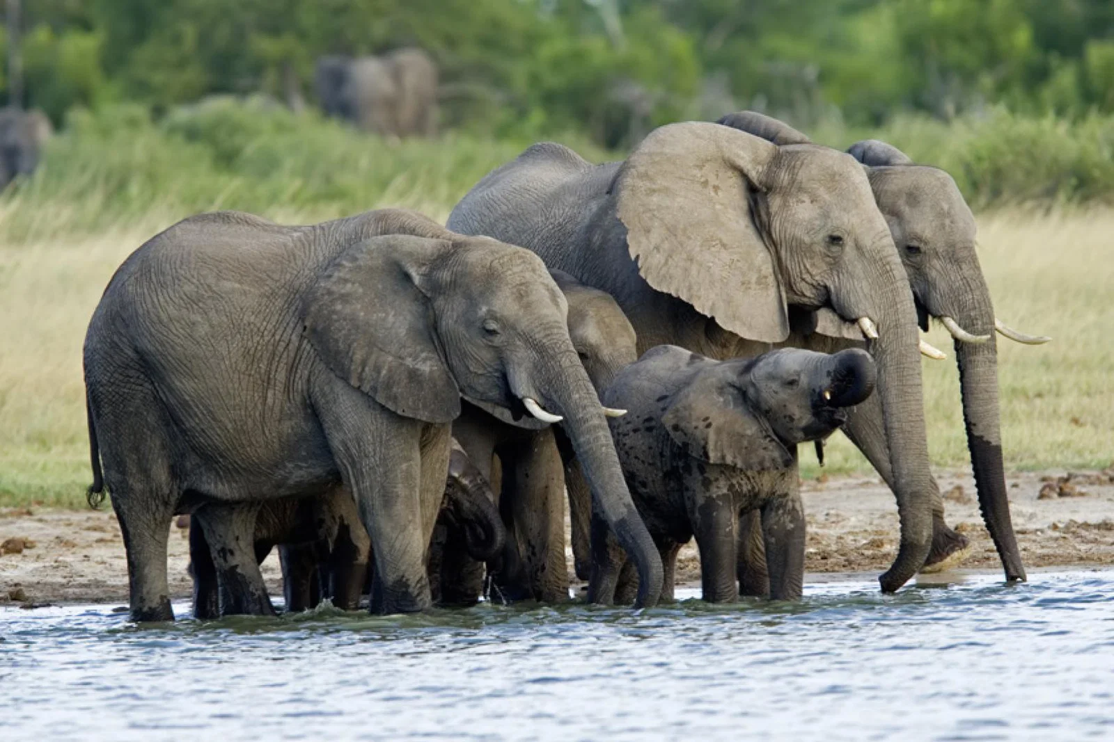 Hwange National Park, Zimbabwe1.jpg