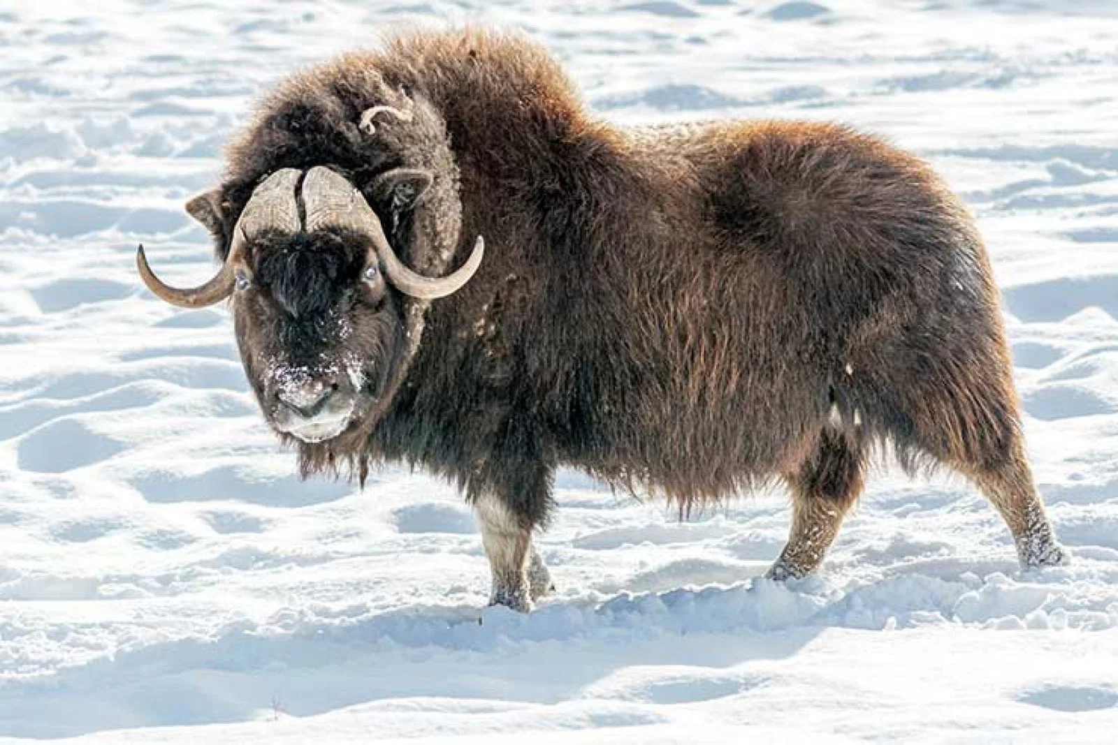 Musk ox