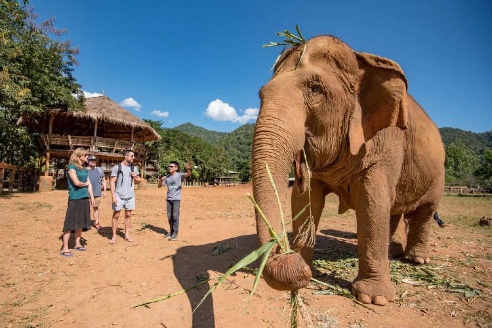 Intrepid Travel Thailand Elephants Chiang Mai.jpg