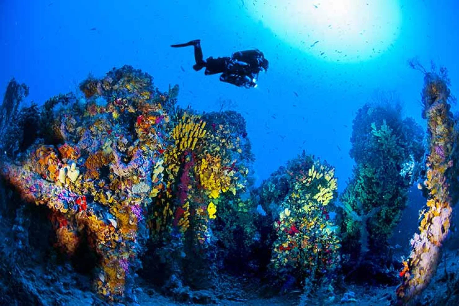6. It’s a great place to learn to dive