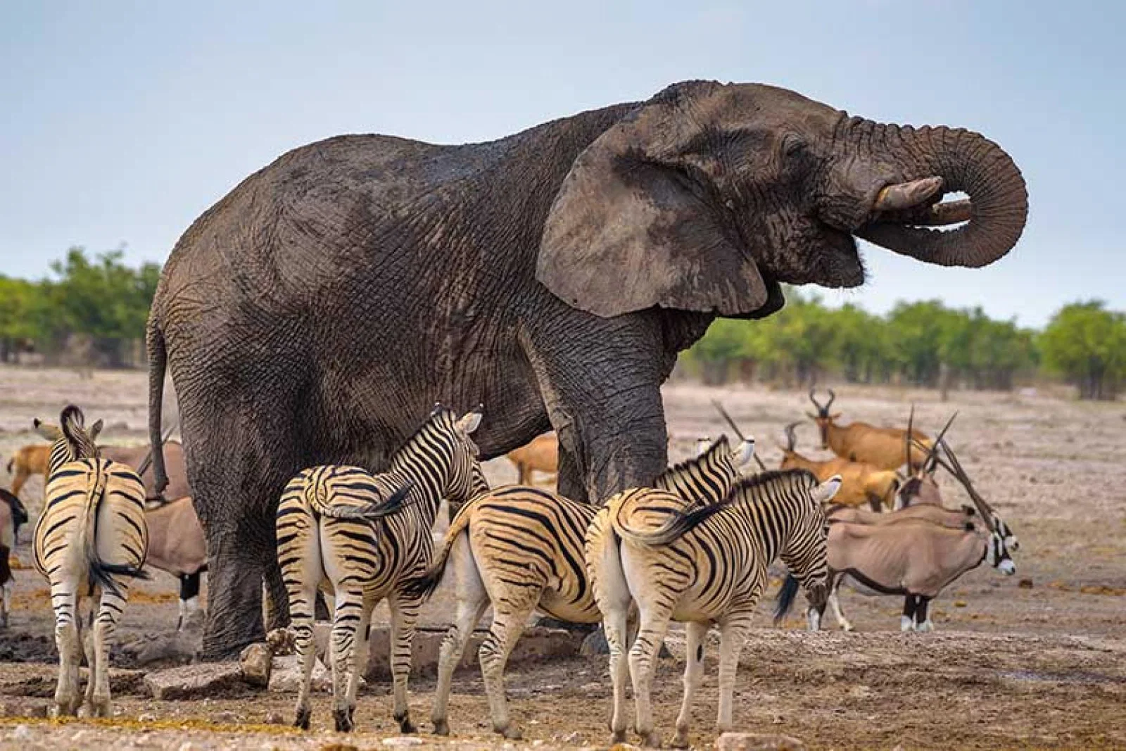 The new Abta guidelines rule out elephant attractions without a barrier