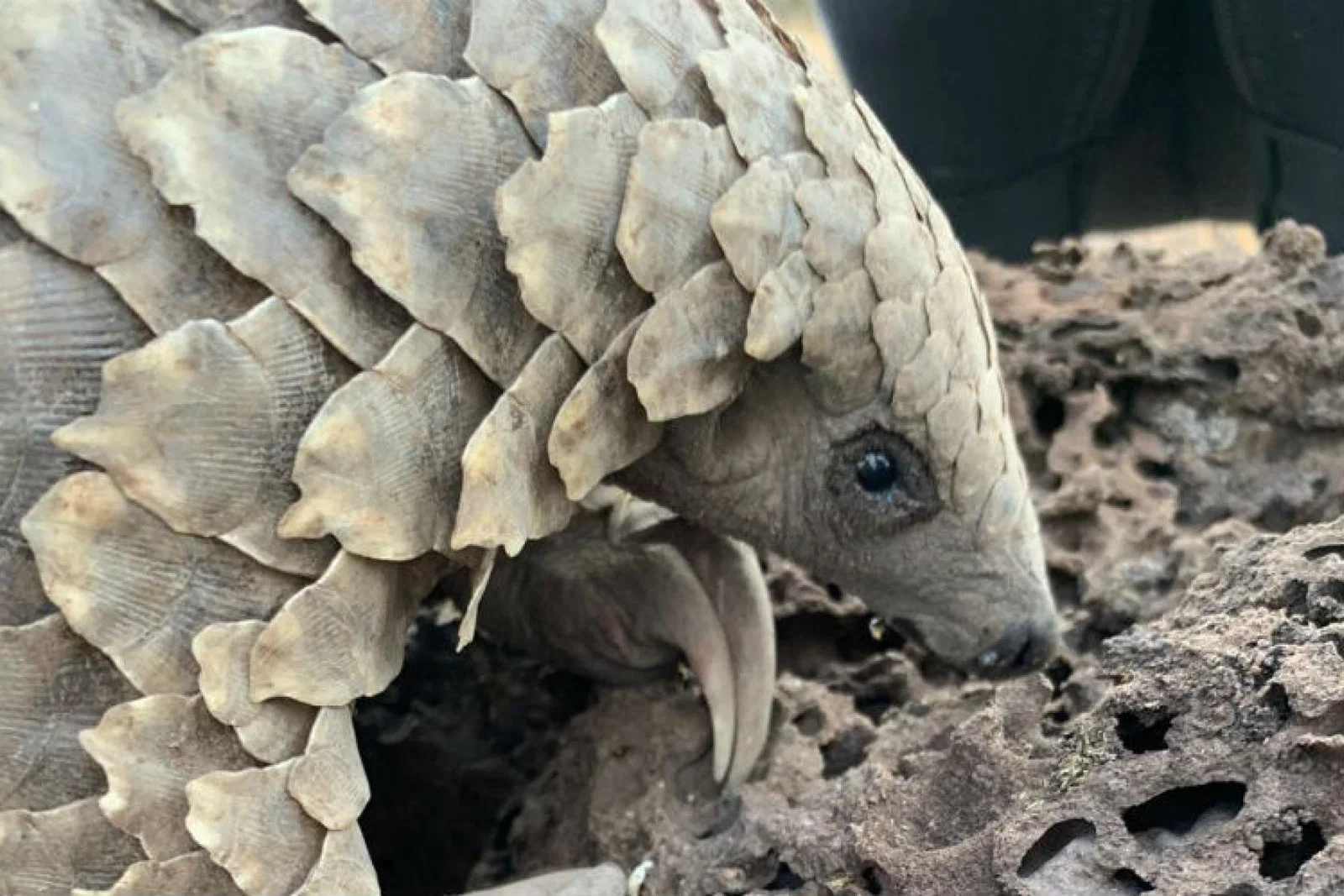 Pangolins are targeted by poachers for their scales, which are used in medicine in the Far East