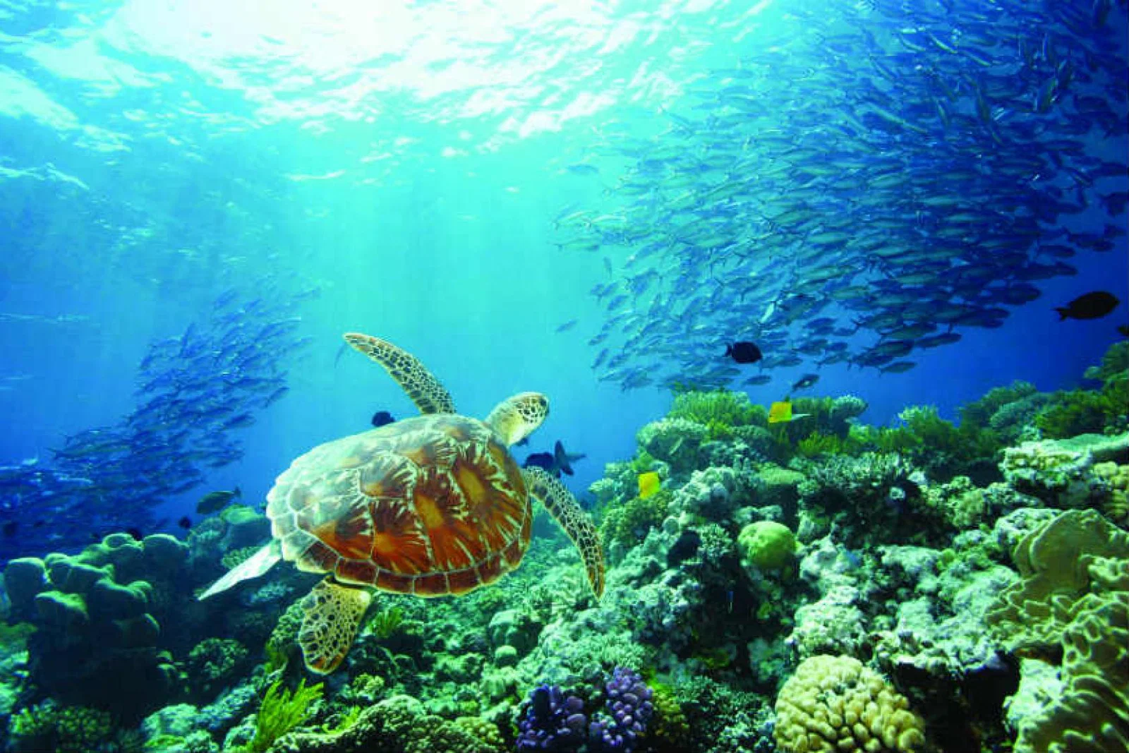 The Whitsunday Islands are peppered across the Great Barrier Reef