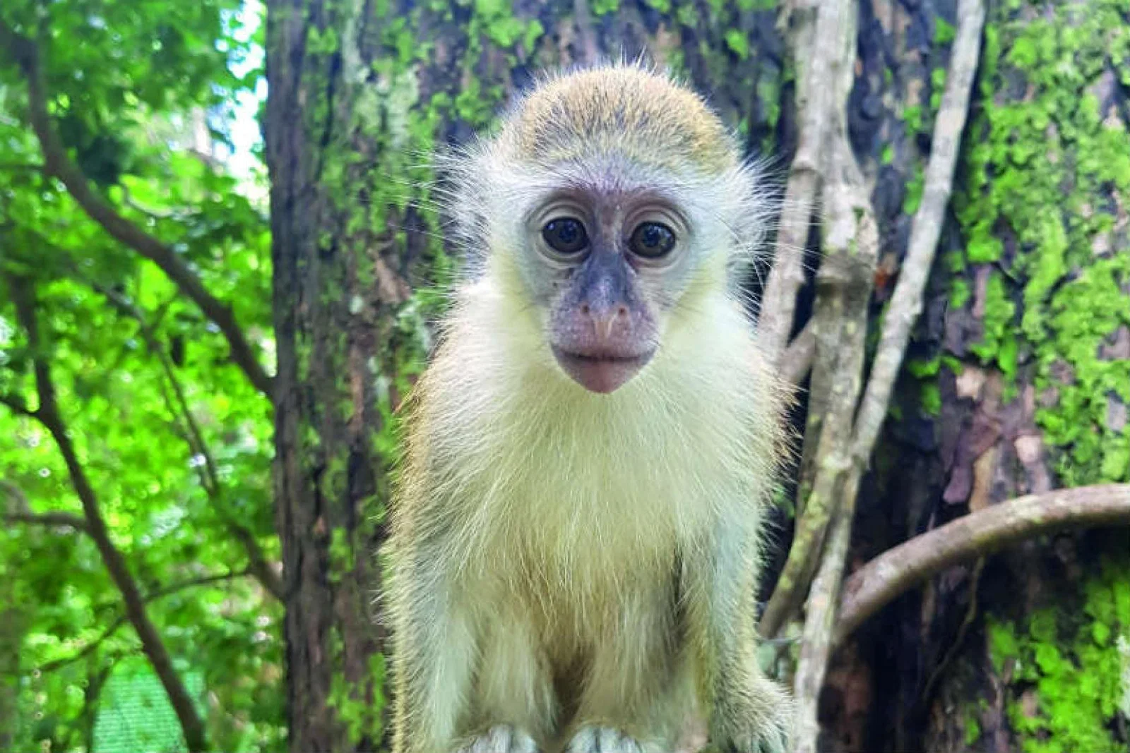 A key wildlife tourism event will take place in October (Pic: iStock)