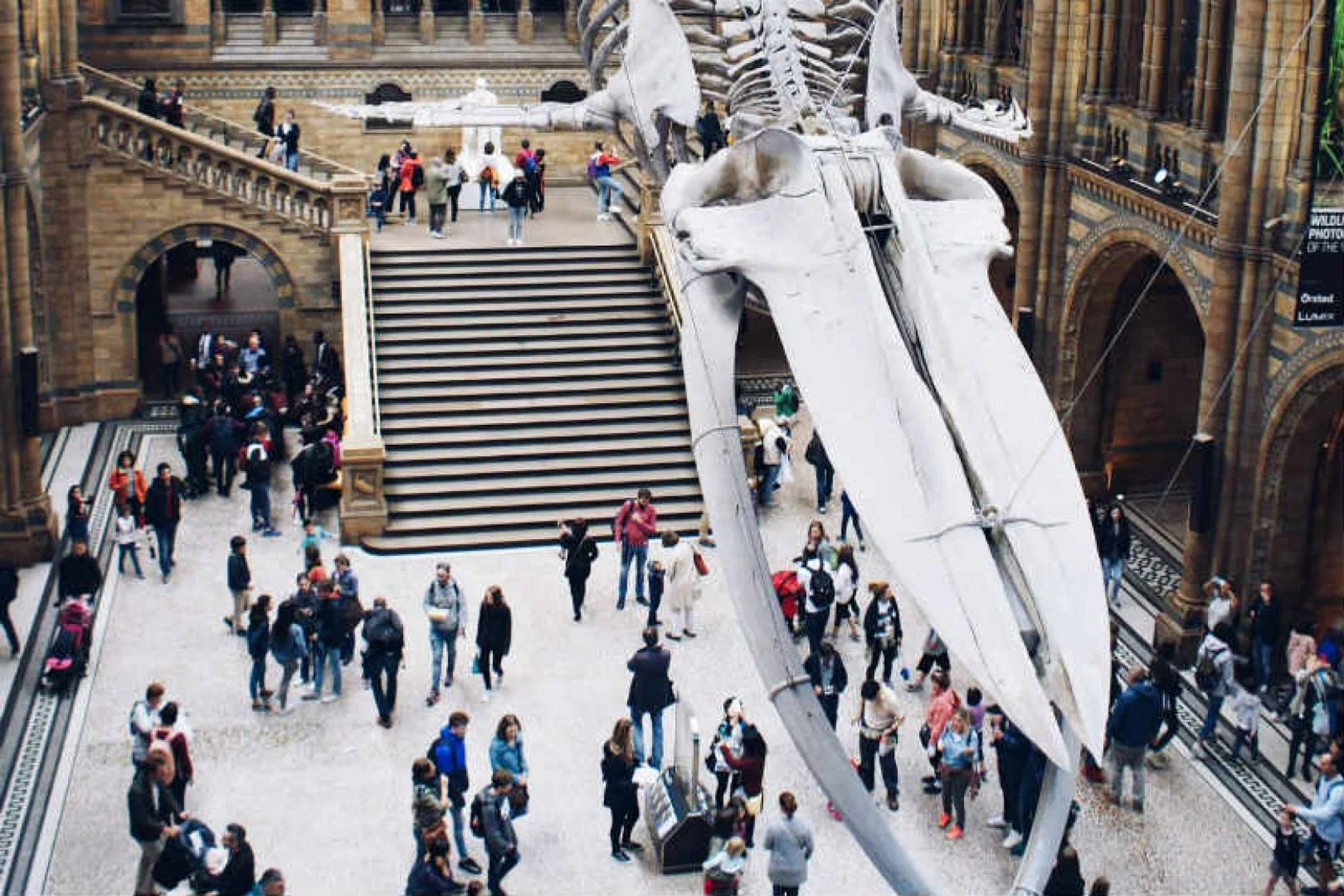Natural History Museum. Picture: Pauline Loroy/Unsplash