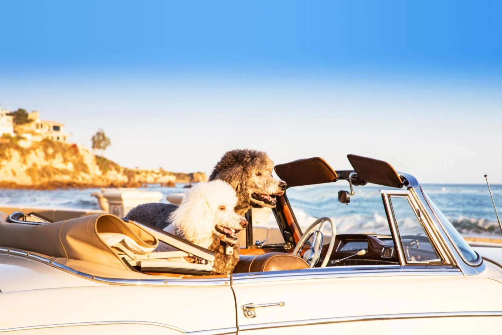Dog-loving agents can make their passion for pooches pay with PetsPyjamas