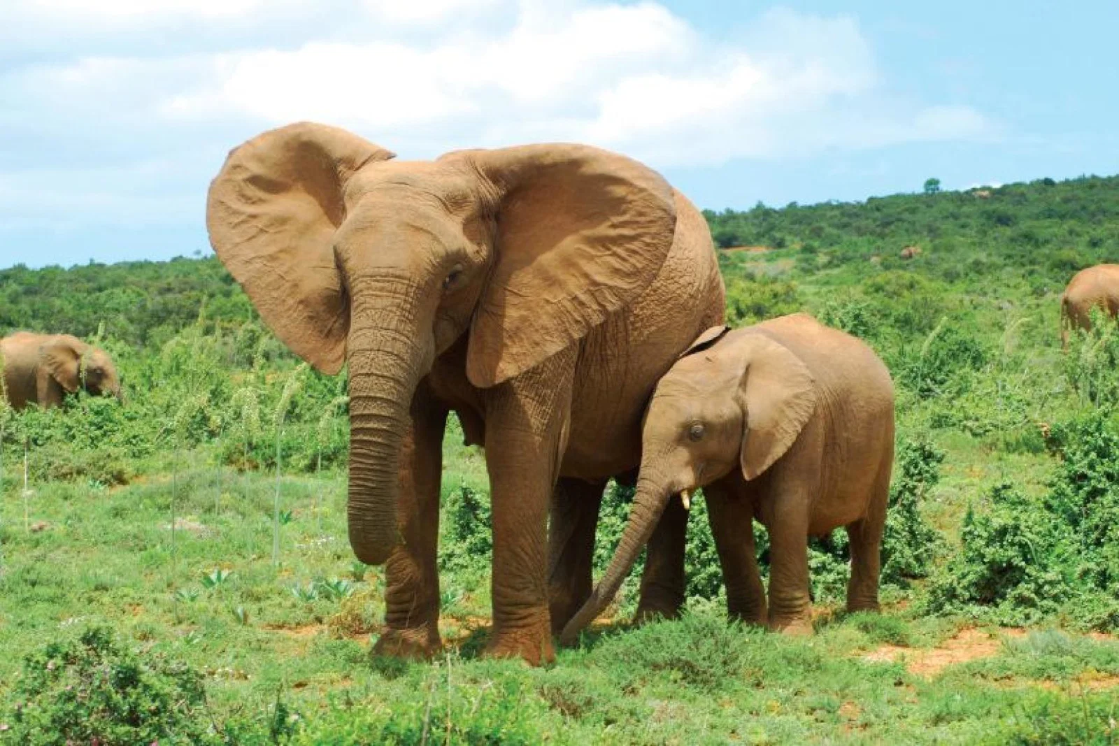 550,000 animals are feared to be at risk of exploitation for tourism purposes