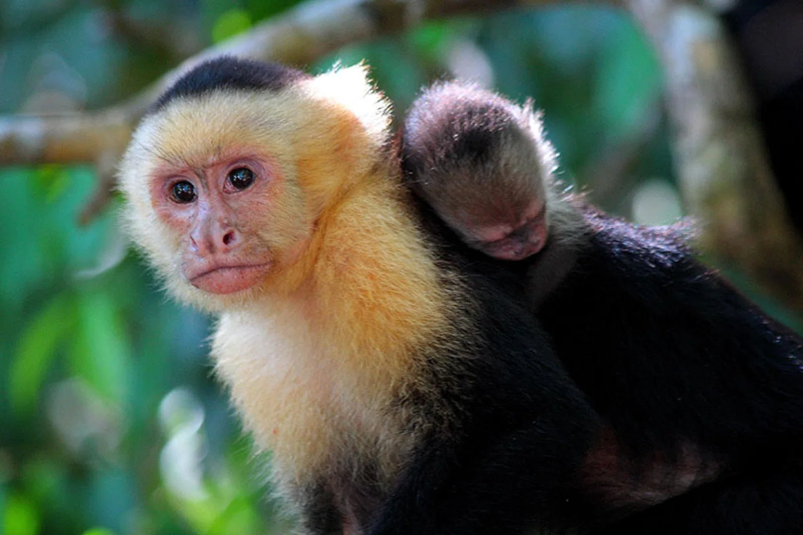 Lata wants other destinations to emulate the success of Costa Rica in nature tourism