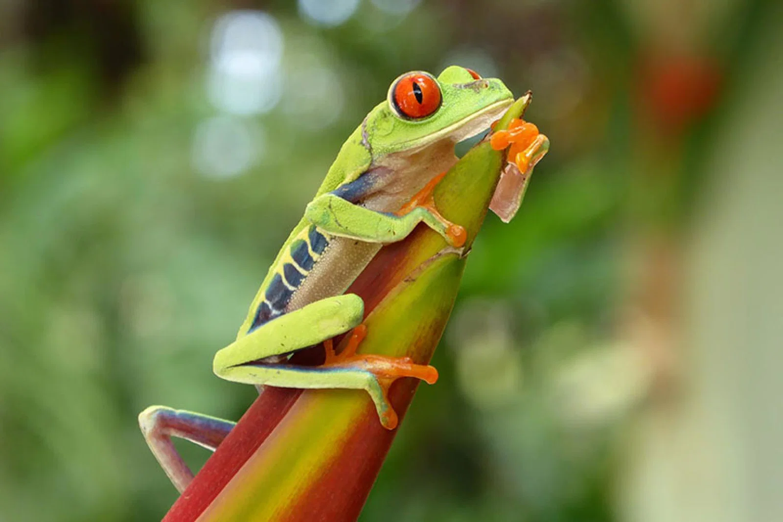 Costa Rica is proving a popular long-haul private touring choice for Audley Travel's clients