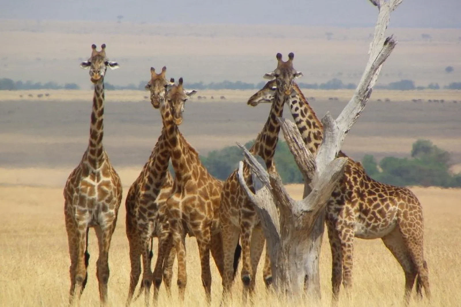 Audley Travel has seen more demand for "beach plus" holidays to Kenya combining a resort stay with a tour