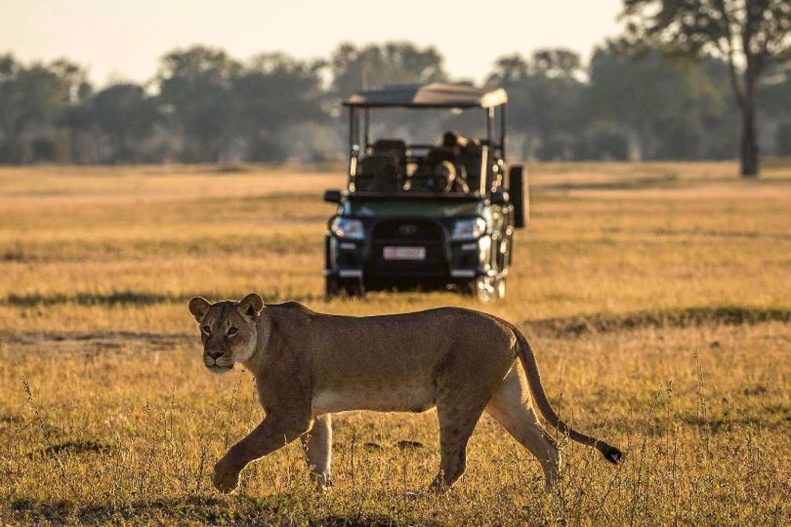 Wilderness Safaris and conservation specialist Panthera have created a special seven-day trip to Zambia