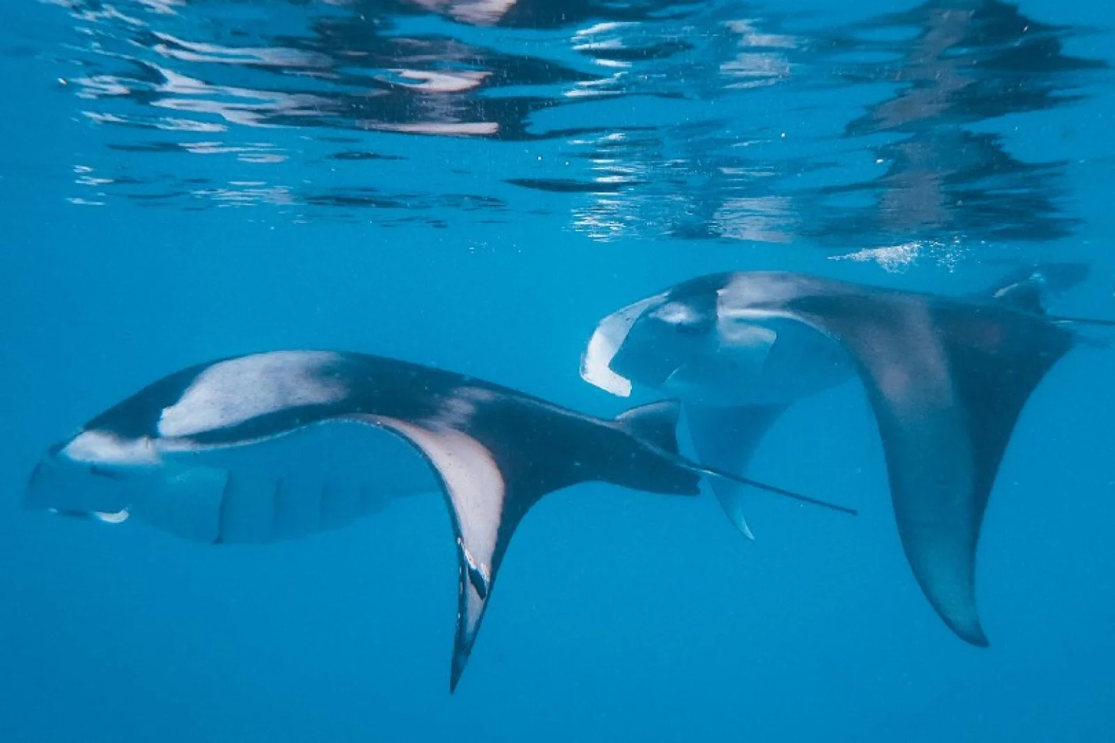 The Nautilus is offering guests trips to see manta ray in nearby Hanifaru Bay