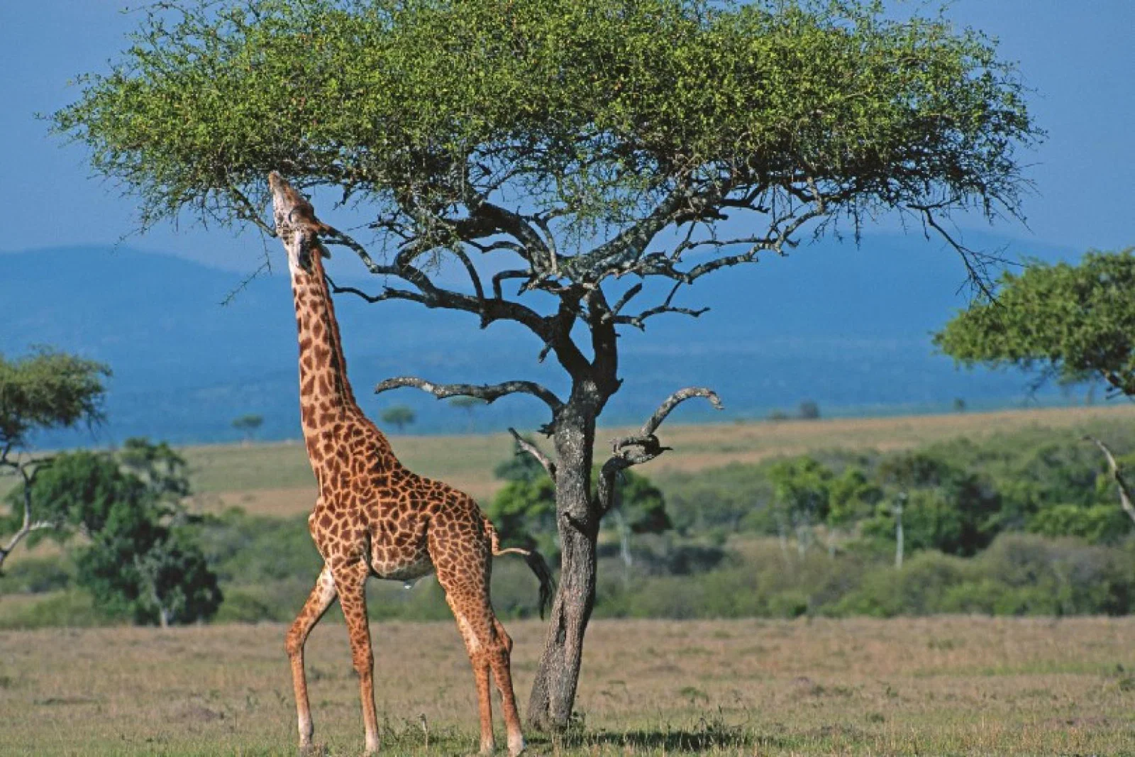 Newmarket said safari trips were in high demand (Credit: Newmarket Holidays)