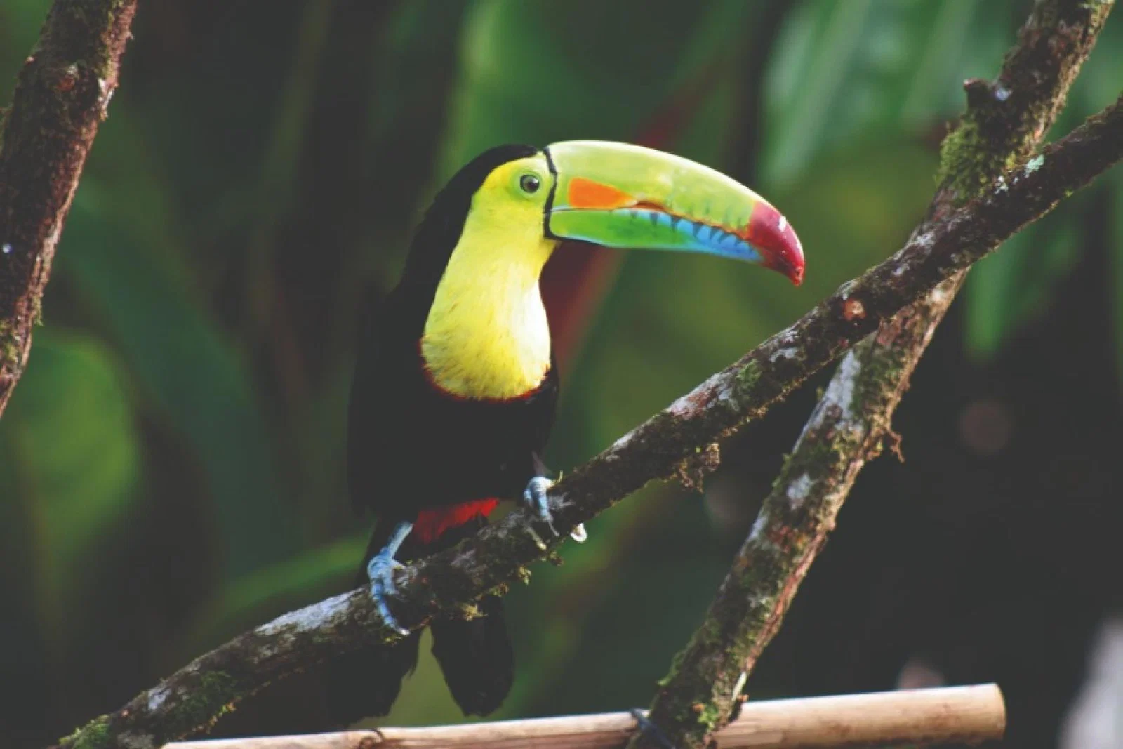 Wildlife protection is top priority in Costa Rica