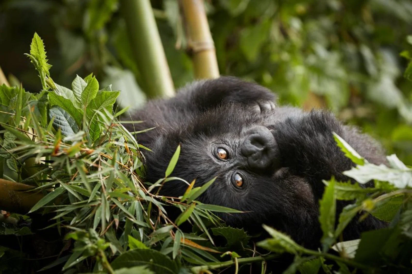 Guests will gain an insight into the study and protection of mountain gorillas