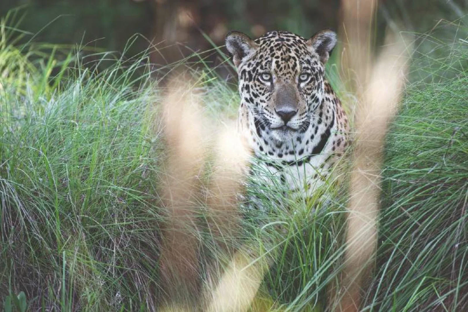 From Caiman’s Casa Caiman guests can track jaguars in the wild at the Caiman Ecological Refuge