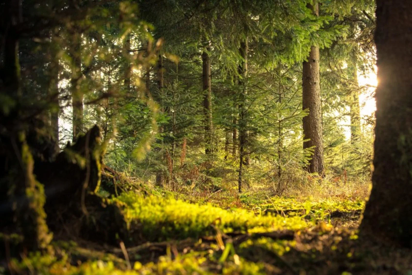 (Credit: Nejc Kosir / Pexels)
