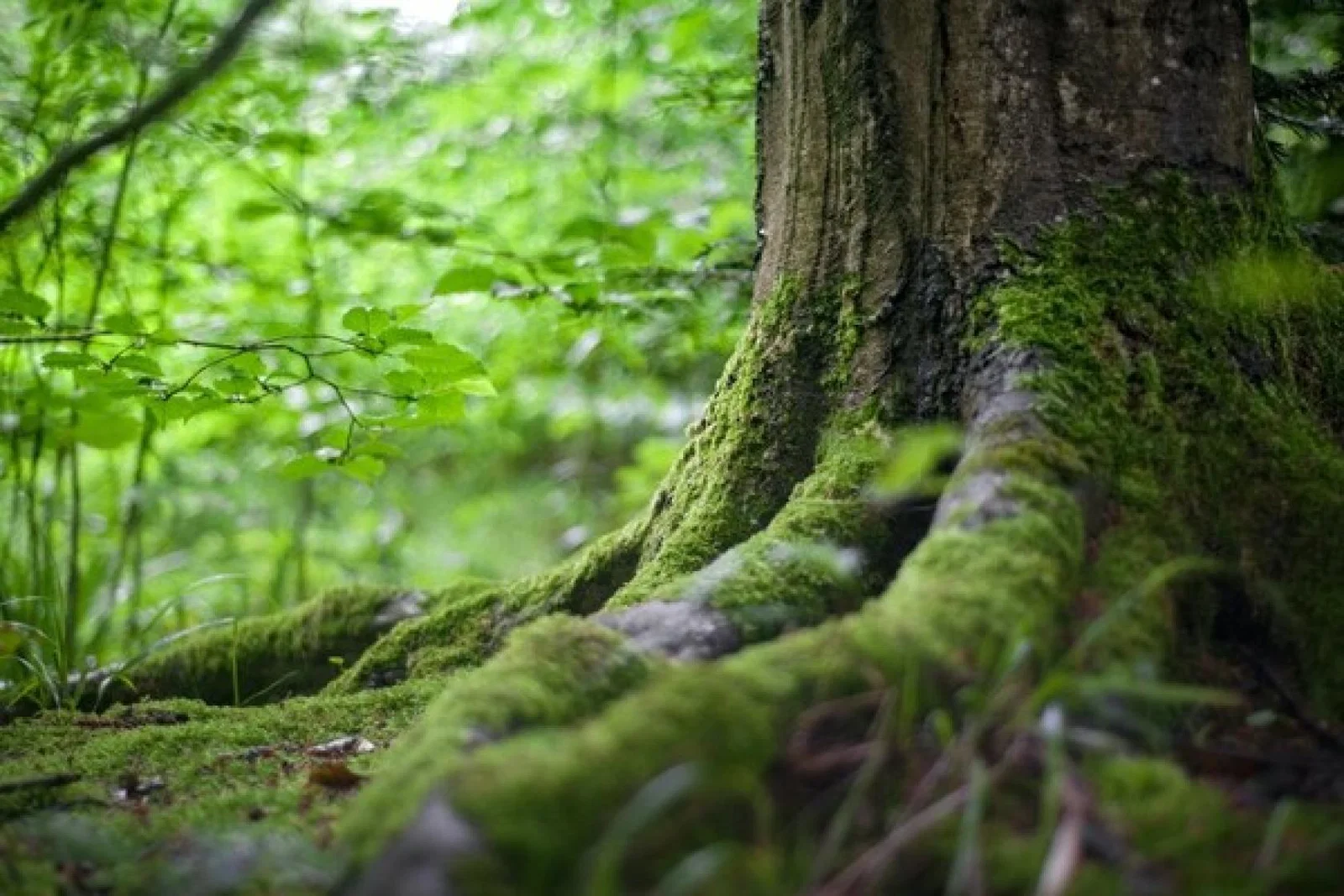 Travel businesses need to be wary of making environmental claims (Credit: Nejc Kosir / Pexels)