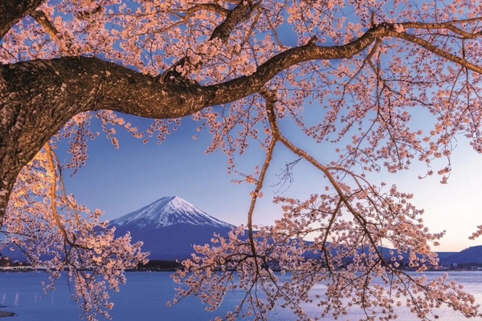 Japan's iconoc Mt Fuji is a hightlight of the programme (Credit: Scenic Luxury Cruises and Tours)