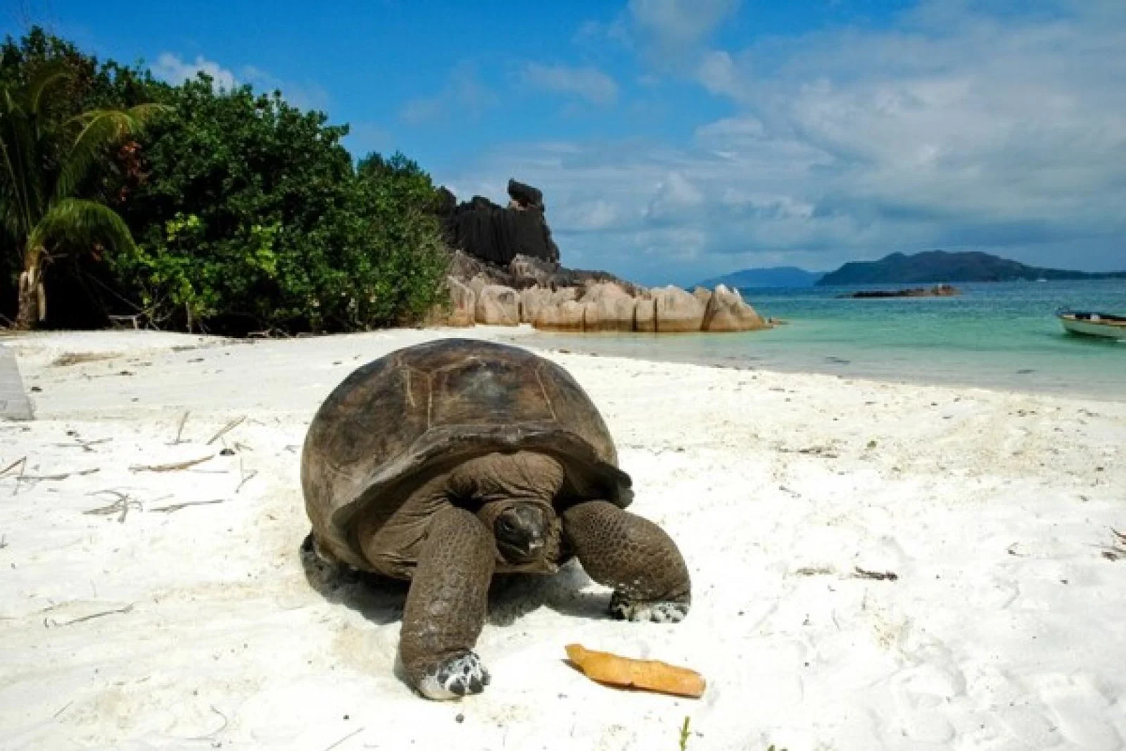 Seychelles tortoise iStock