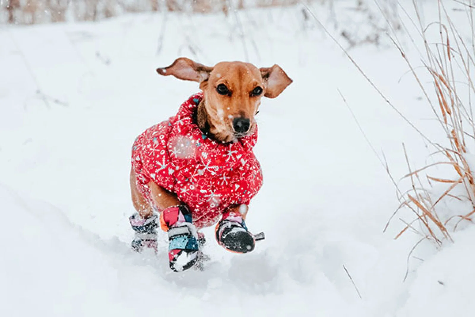 Dogs can join their owners in the snow. Credit: Unsplash 