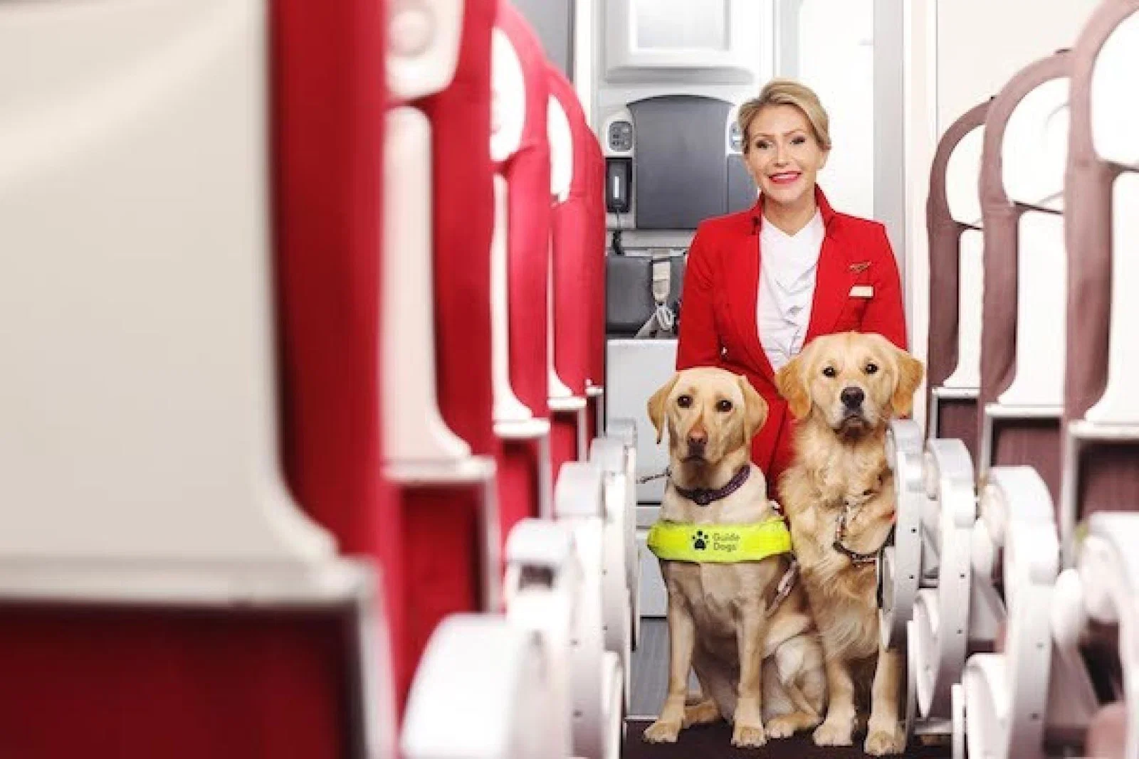Guide Dogs
