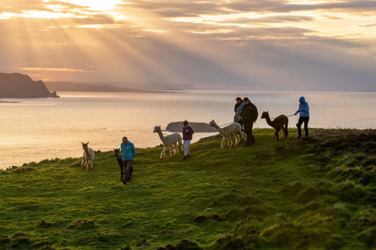 Join Wild Alpaca Way for a walk along Malin Head in County Donegal (Credit: Gareth Wray)