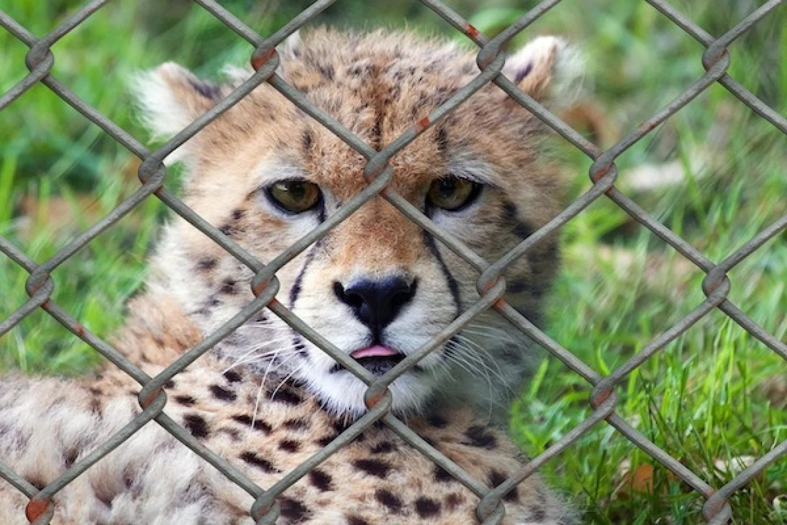 Animals are often taken away from their mothers