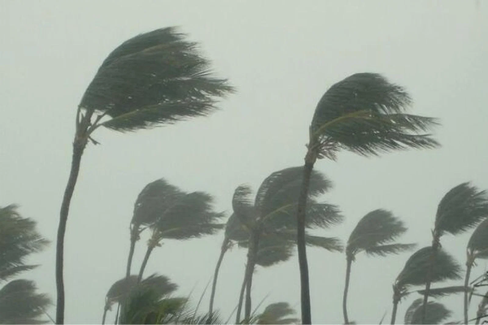 Hurricane, storm, wind, weather, palm trees, stock