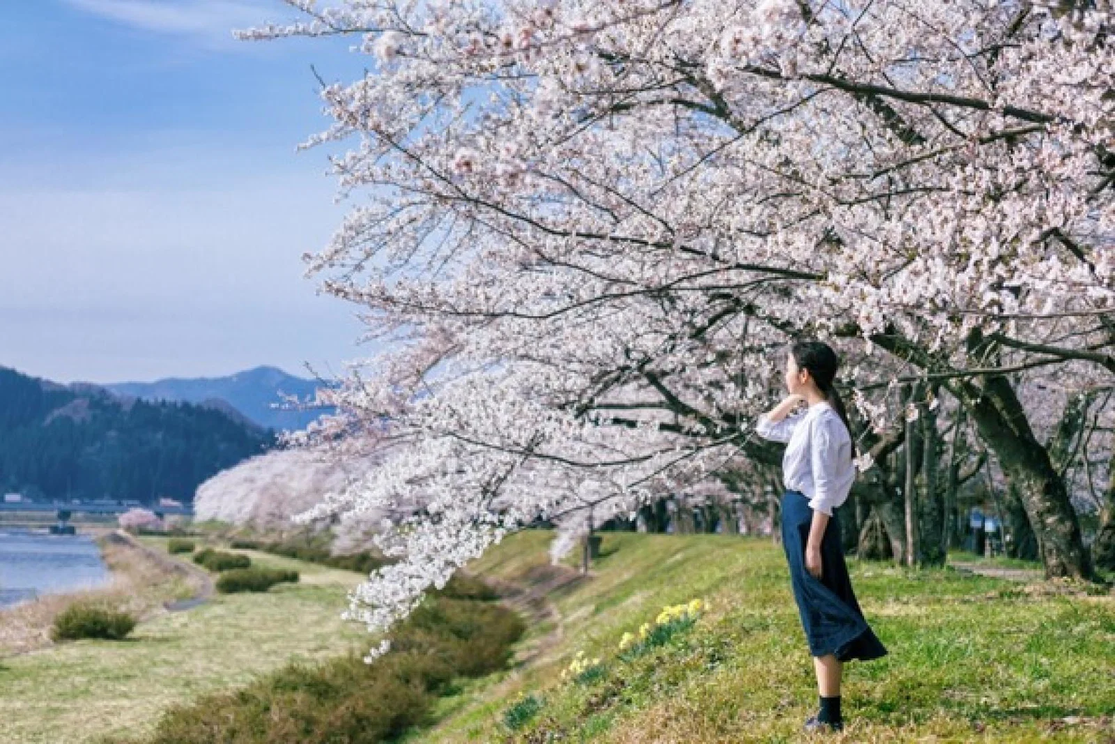 crop_The sakura (cherry blossom) at Hinokinai riverside in Kakunodate, Tohoku image credit - Akita Prefecture Tourism Board.jpg