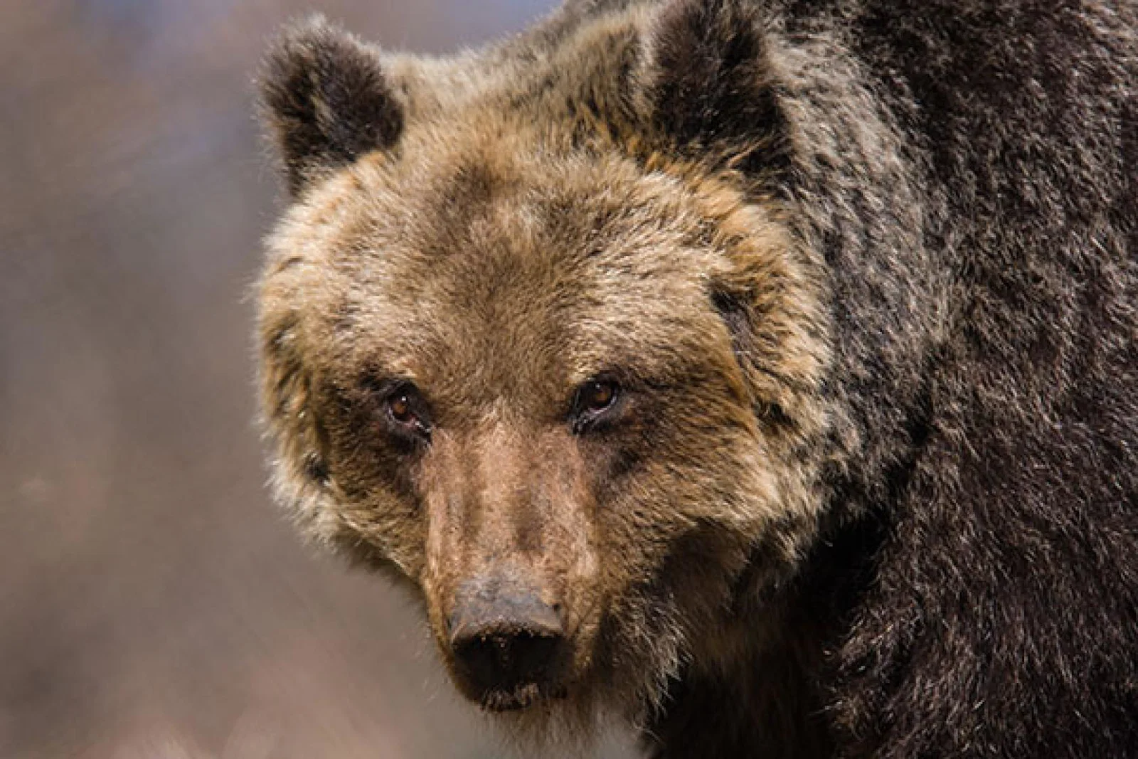 The Apennines Marsican Bear Heritage Area in Italy focuses on the critically endangered Marsican brown bear. Credit: Bruno D'Amicis
