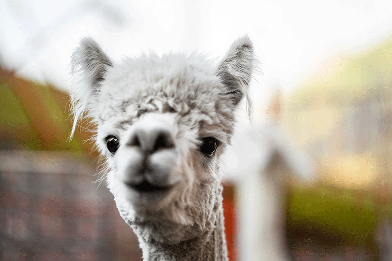 Exploring the ski resort loved by Austrians – and alpacas