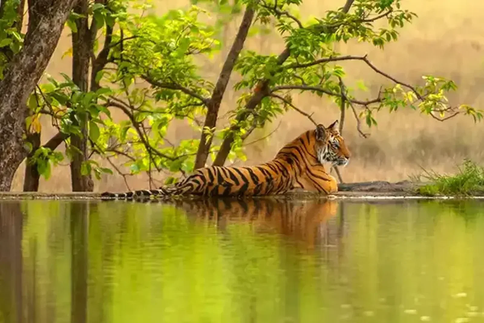 Cox & Kings-tiger travel