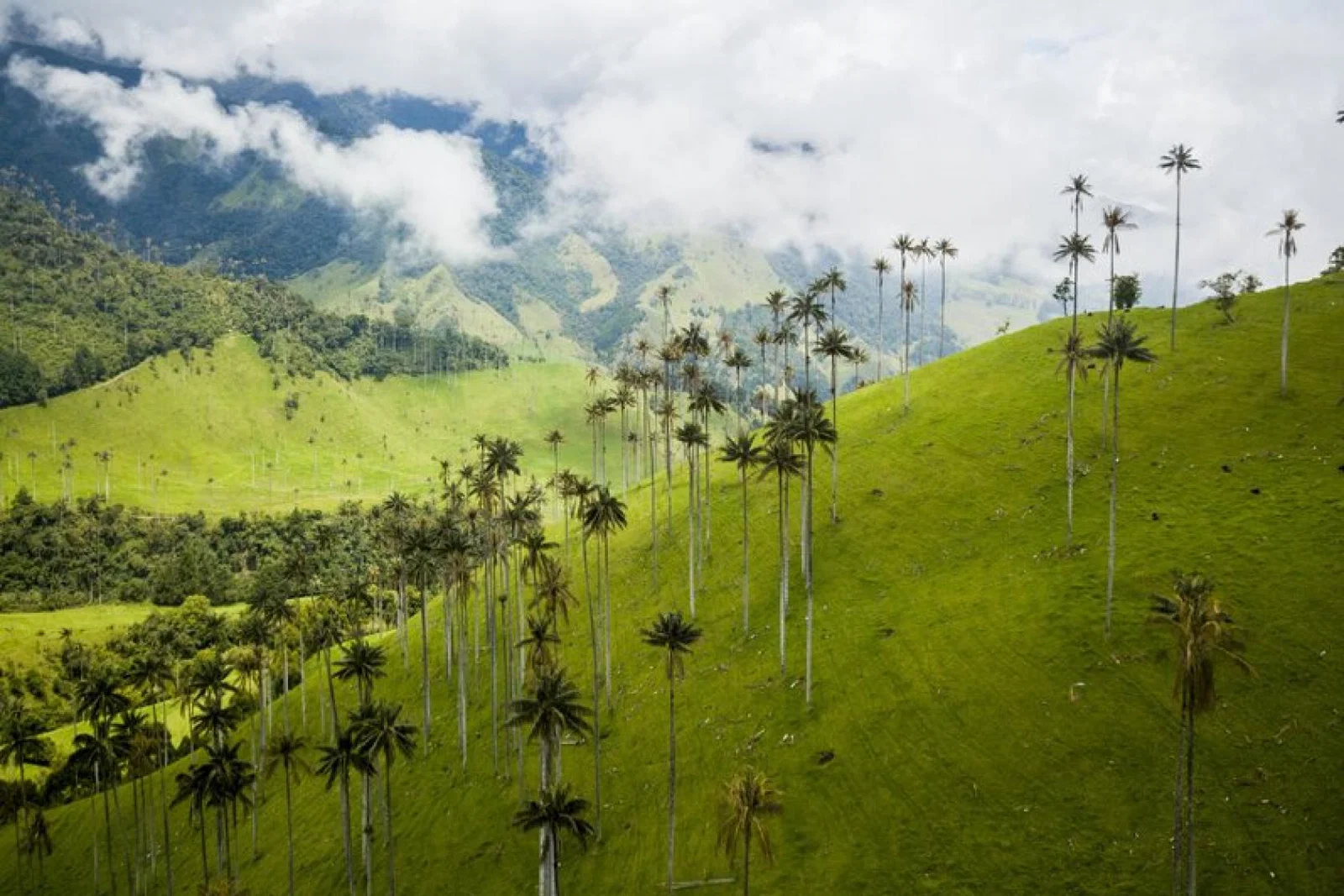 Cocora Valley coffee landscape - credit: ProColombia