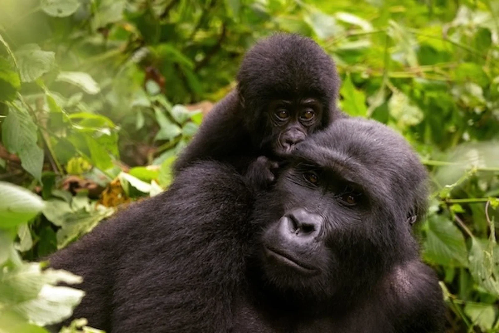 uganda, gorilla, nature 