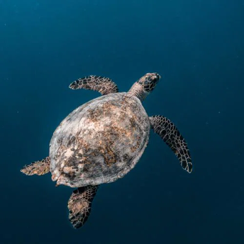 Hawksbill_Turtle_Picture_Credit_Mohamed_Rizhan_METhumb.JPG