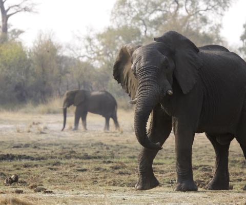 African elephant walking with another elephant in the background