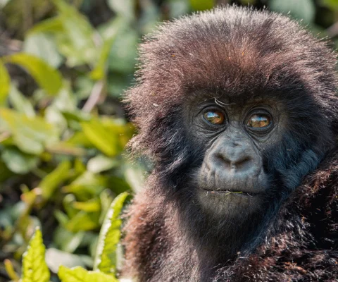 Gorilla