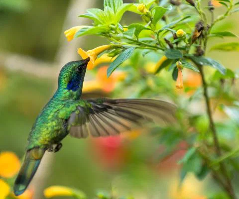 A bird in Colombia 
