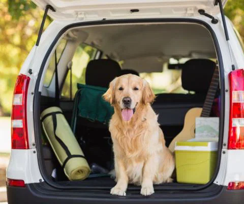 A dog sitting in the back of a car on holiday