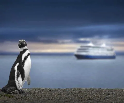magellanic-penguin.jpg