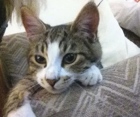 Yiannis-cat.jpg