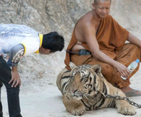 Tiger Temple Thailand