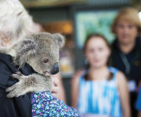 koalapark.jpg